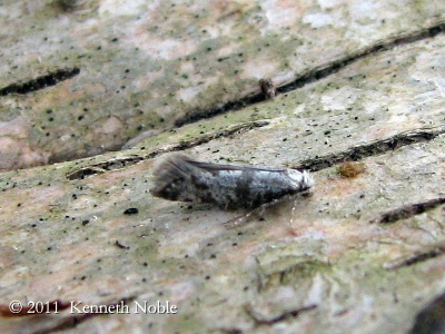 Scythropia crataegella (hawthorn moth) Kenneth Noble
